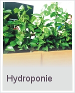 Hydroponie - moderní pěstování pokojových rostlin